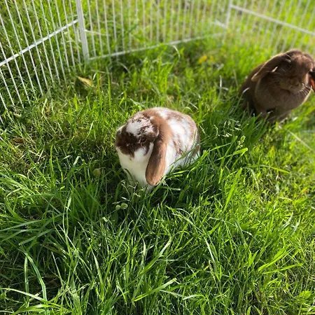 Caecilie 公寓 格斯韦因斯泰因