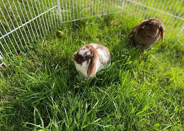 Caecilie Διαμέρισμα Gossweinstein