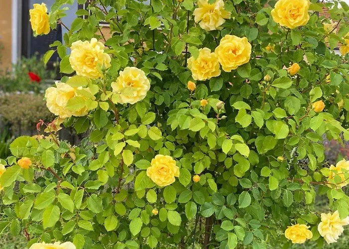 Διαμέρισμα Caecilie